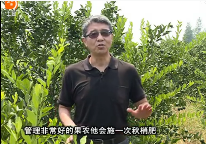 20170904珠江臺搖錢(qián)樹(shù)：柑橘用因迪樂(lè )，樹(shù)勢健壯、果品質(zhì)高