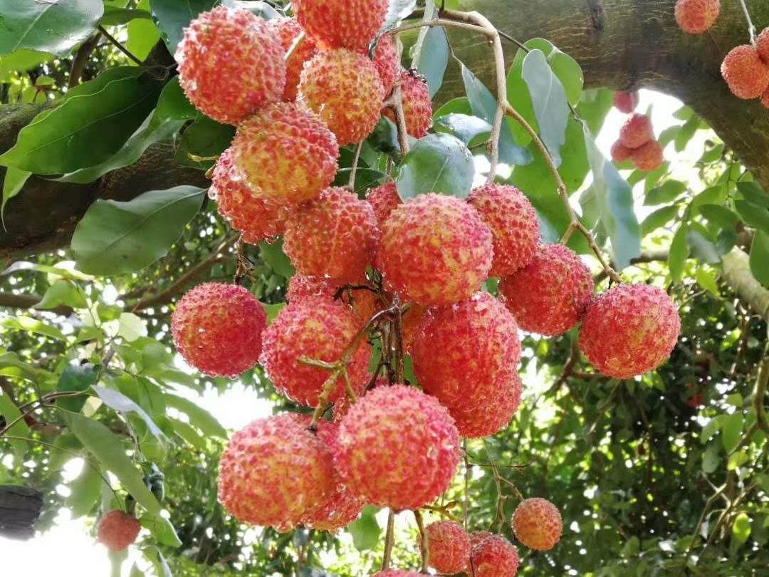 荔枝龍眼營(yíng)養方案
