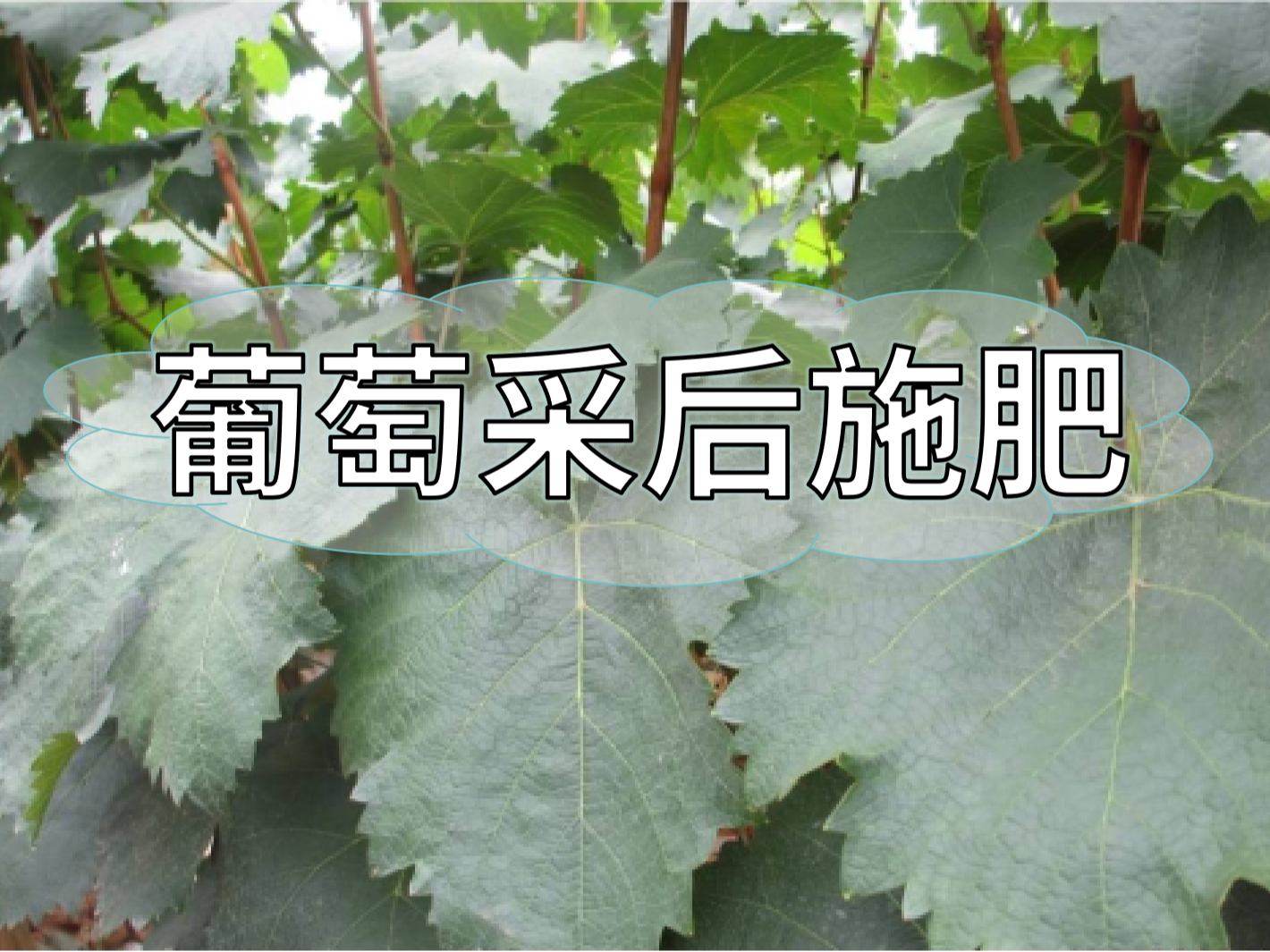 高產(chǎn)葡萄園采后如何施肥？