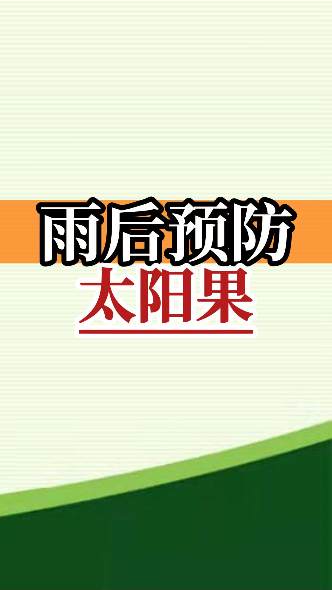 雨后高溫柑橘更易曬傷，及時(shí)管理預(yù)防太陽果