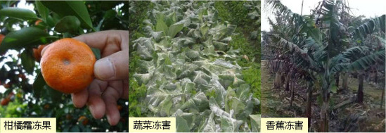 讓作物安全過(guò)冬的實(shí)用小妙招，速看