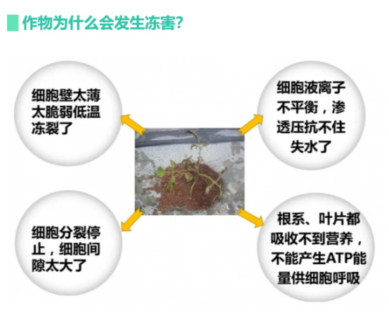 讓作物安全過(guò)冬的實(shí)用小妙招，速看