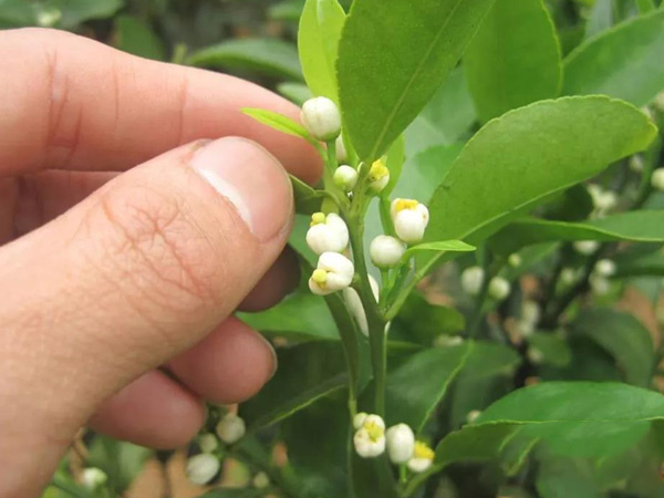 沃柑茂谷柑來花多要疏花，促花工作就不做了，小心花多不壯