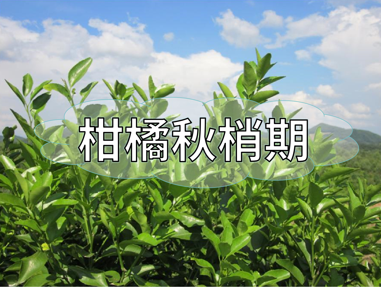 柑橘放秋梢、膨果、促花如何同時進行？