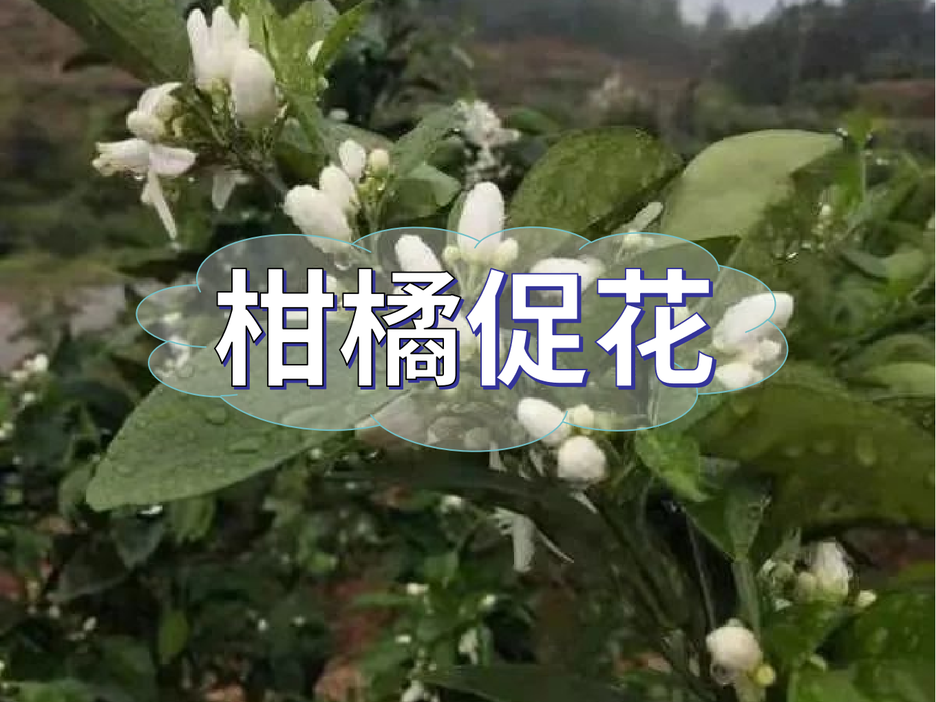 柑橘促花三要領(lǐng)，促進優(yōu)質(zhì)花的形成