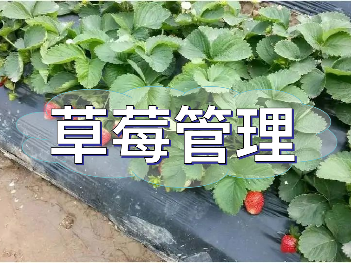 這樣做讓你的草莓品質(zhì)好，產(chǎn)量高！