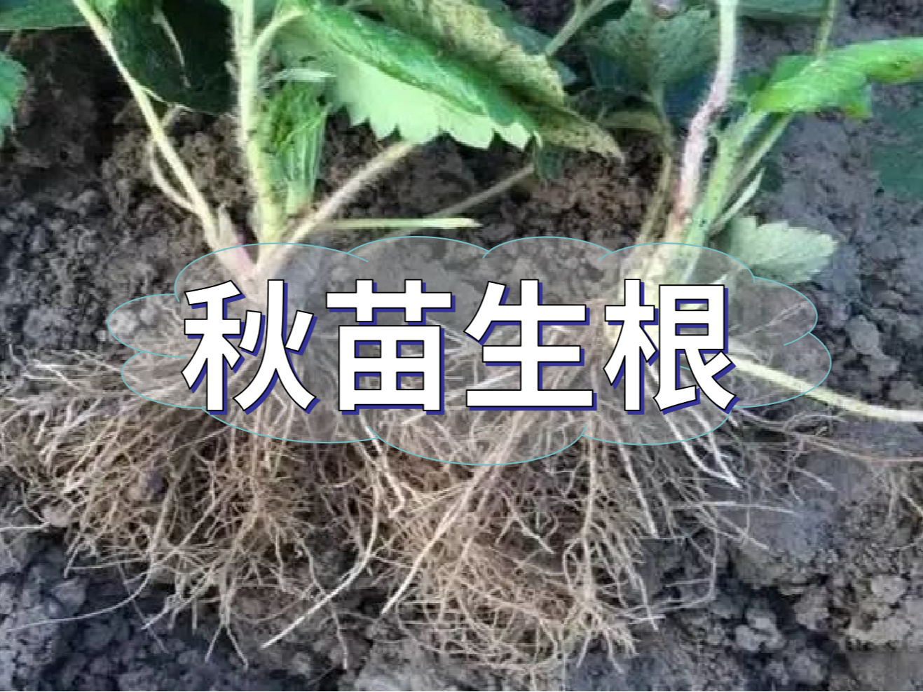 秋播開始，生根養(yǎng)根是作物健壯增產(chǎn)提質(zhì)的關(guān)鍵