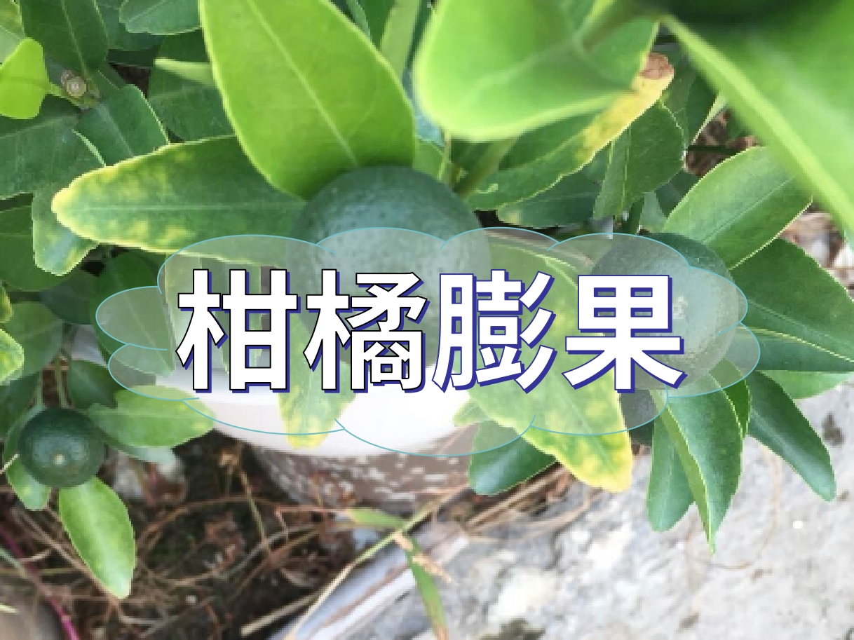 柑橘膨果慢？膨果并非多補鉀這么簡單！