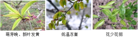核果類(lèi)營(yíng)養方案
