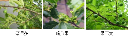 核果類(lèi)營(yíng)養方案