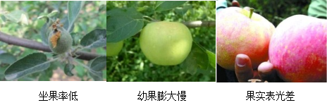 蘋(píng)果營(yíng)養方案