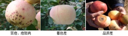 蘋(píng)果營(yíng)養方案