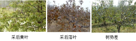 蘋(píng)果營(yíng)養方案