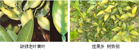 柑橘營(yíng)養方案