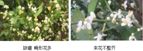 柑橘營(yíng)養方案