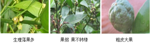 柑橘營(yíng)養方案