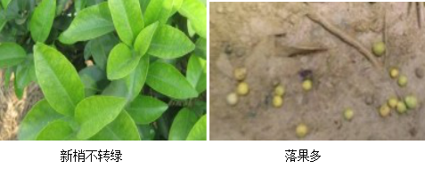 柑橘營(yíng)養方案