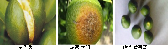 柑橘營(yíng)養方案