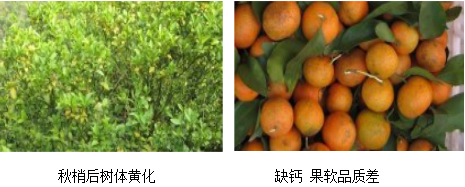 柑橘營(yíng)養方案