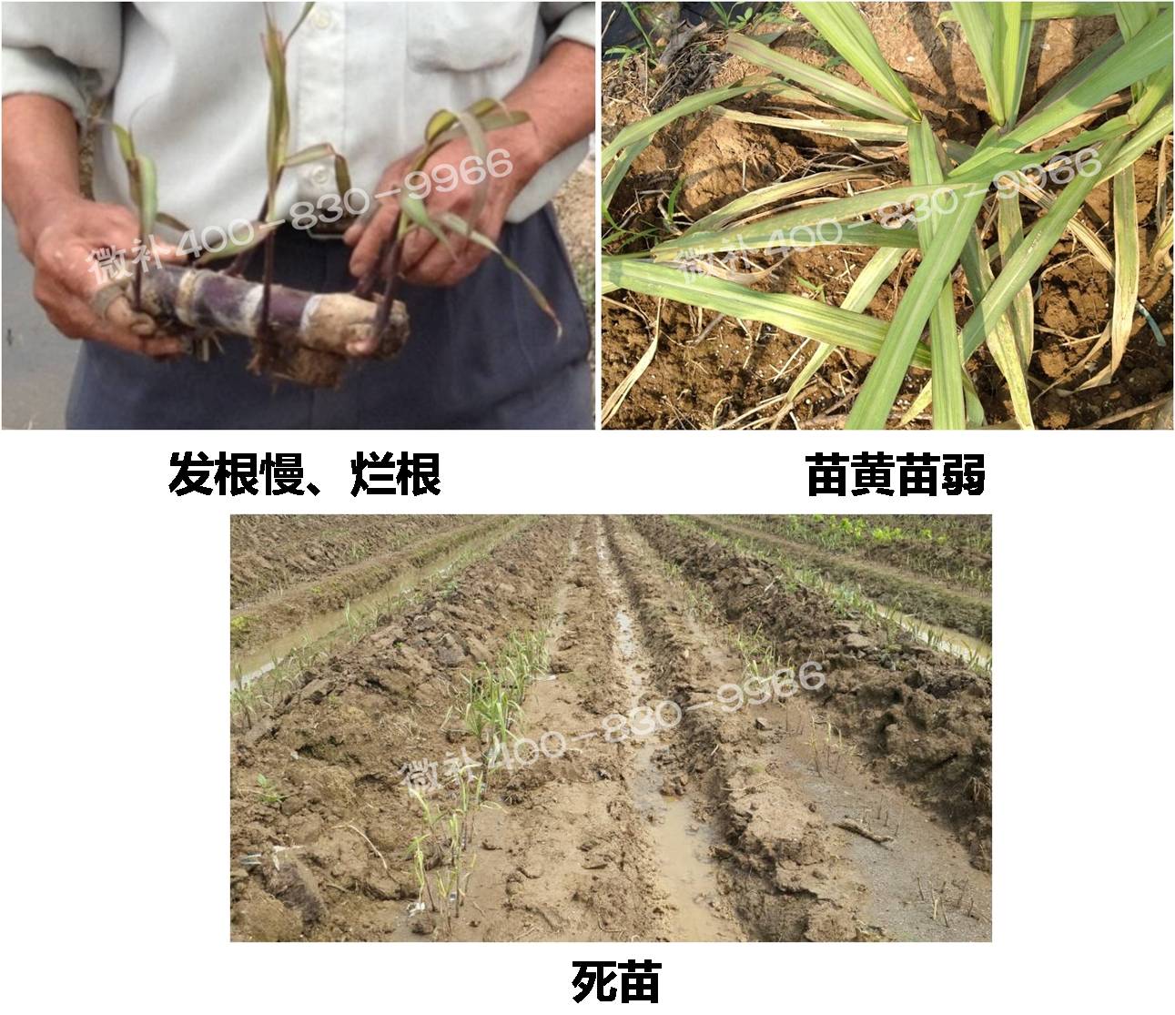 甘蔗營(yíng)養方案