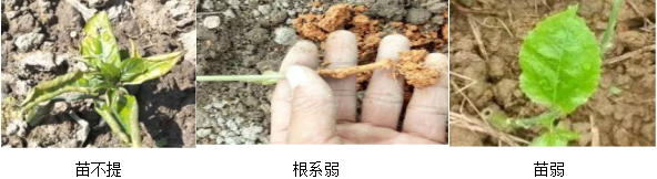 百香果營(yíng)養方案