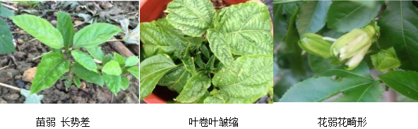 百香果營(yíng)養方案