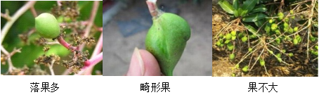 芒果營(yíng)養方案