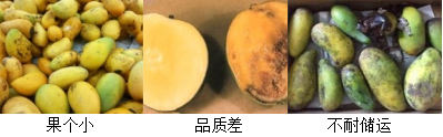 芒果營(yíng)養方案