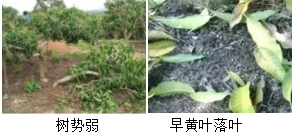 芒果營(yíng)養方案