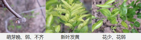 冬棗營(yíng)養方案