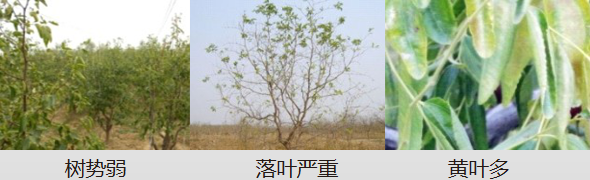 冬棗營(yíng)養方案