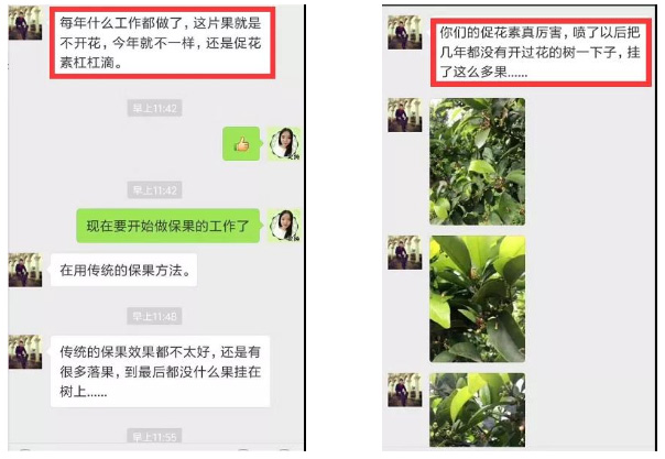 秋梢期，柑橘果農(nóng)都在做這件事……