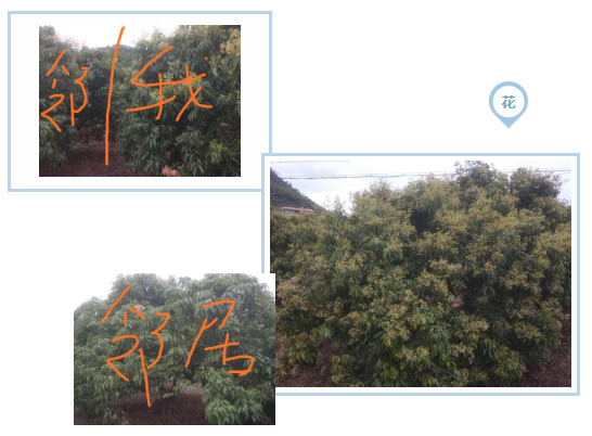 荔枝園連年高產(chǎn)，秘訣在這里