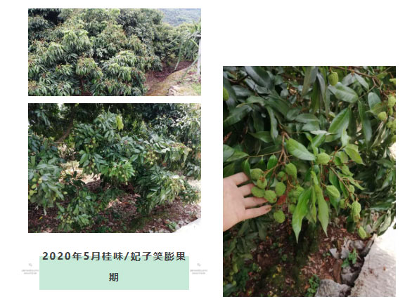 荔枝園連年高產(chǎn)，秘訣在這里