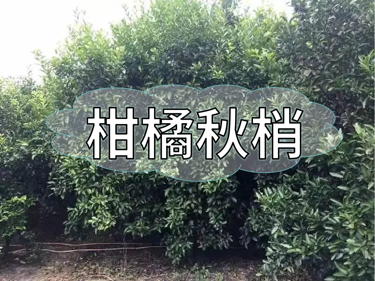 柑橘秋梢老熟期，抓好重點穩(wěn)今年，保明年